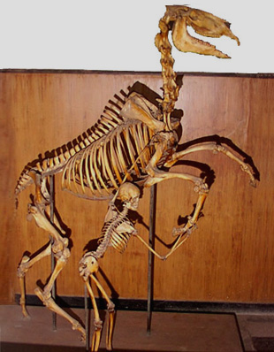 SKELETONS OF HORSE AND MAN