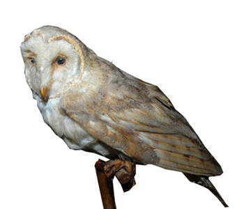 The Indian Barn Owl