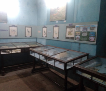 Natural History Gallery