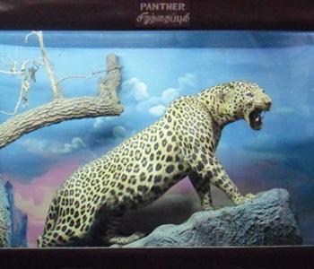 Panther