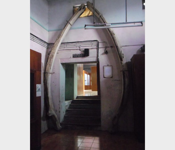 Whale jaws