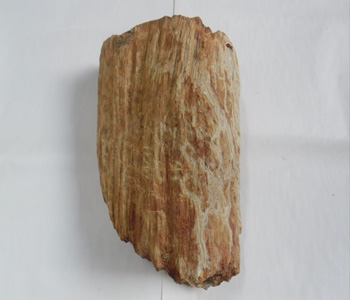 Wood fossil