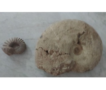 Giant Ammonite Fossil