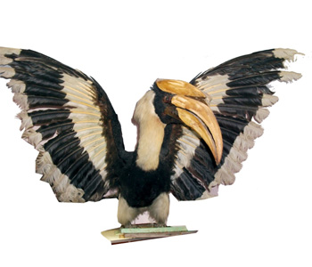 Hornbill