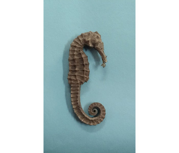 Sea Horse