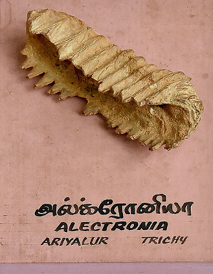 Allectroniya