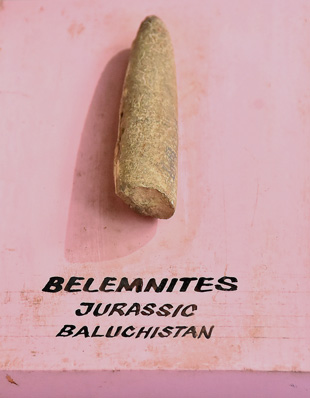 Belemnites