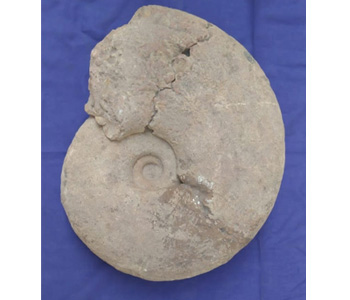 Ammonites