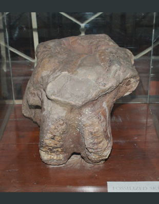 Fossil Elephant Skull