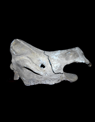 Fossil Rhinoceros