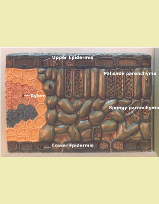 Cross-section of leaf