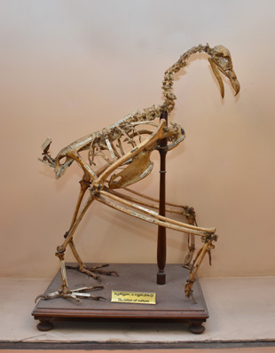 COVERING AND SKELETON OF BIRD