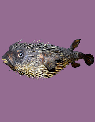 THE PUFFER FISHES