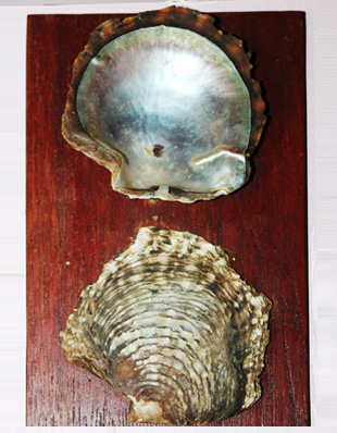 INTERIOR VIEW OF SHELL OF PEARL OYSTER