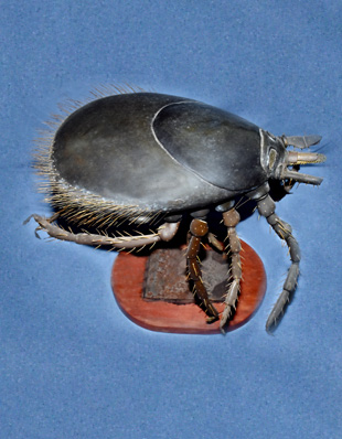 ENLARGED MODEL OF A TICK
