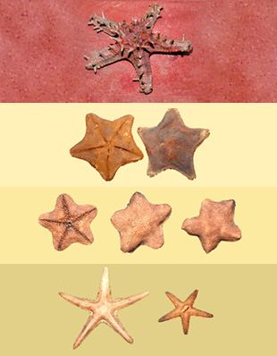 STAR FISHES
