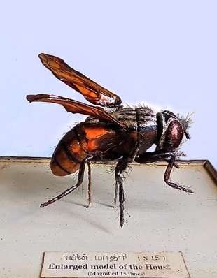 MODEL OF HOUSE FLY